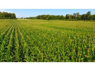 Property photo 19 - LAND AUCTION - 75.2+/- ACRES OFFERED IN 7 TRACTS IN ST. JOSEPH CO., INDIANA
